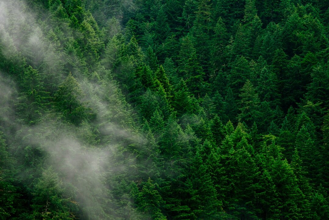forest trees
